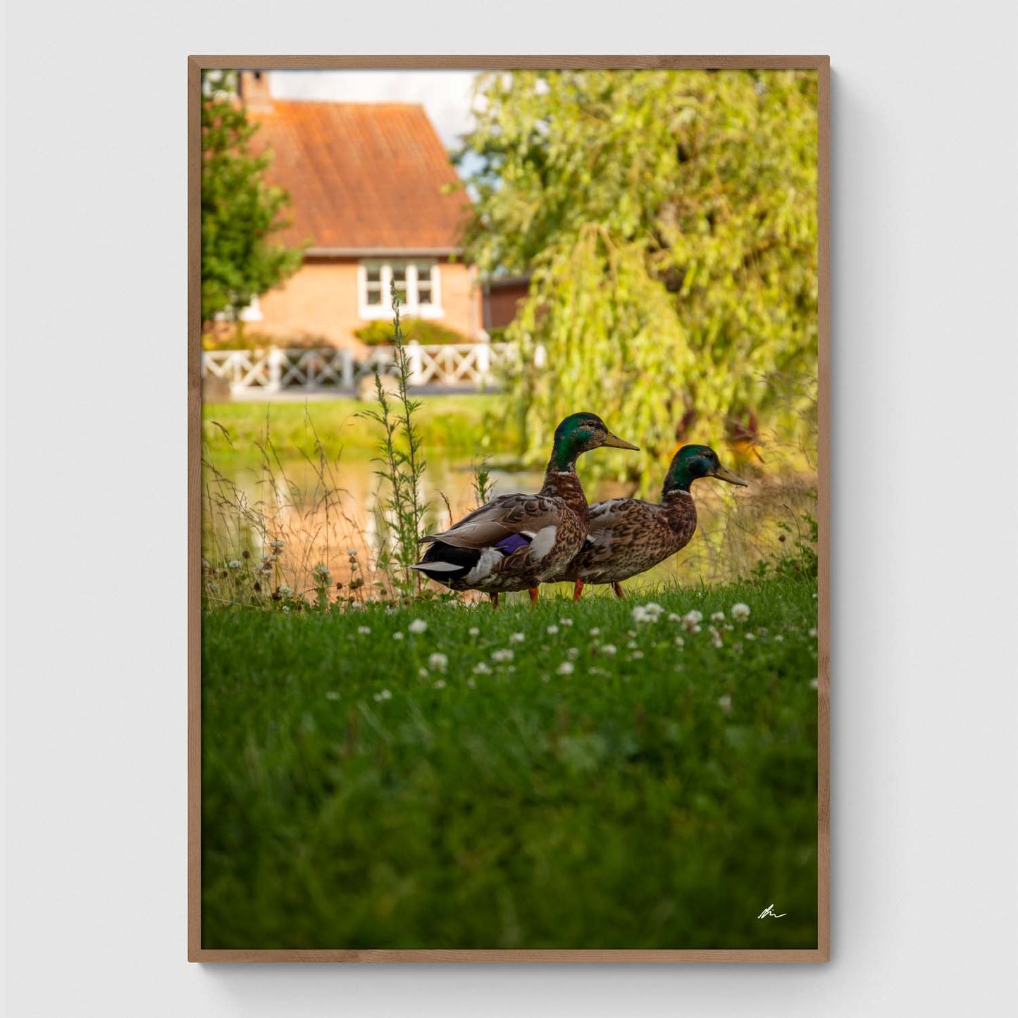 Ænder ved gadekæret