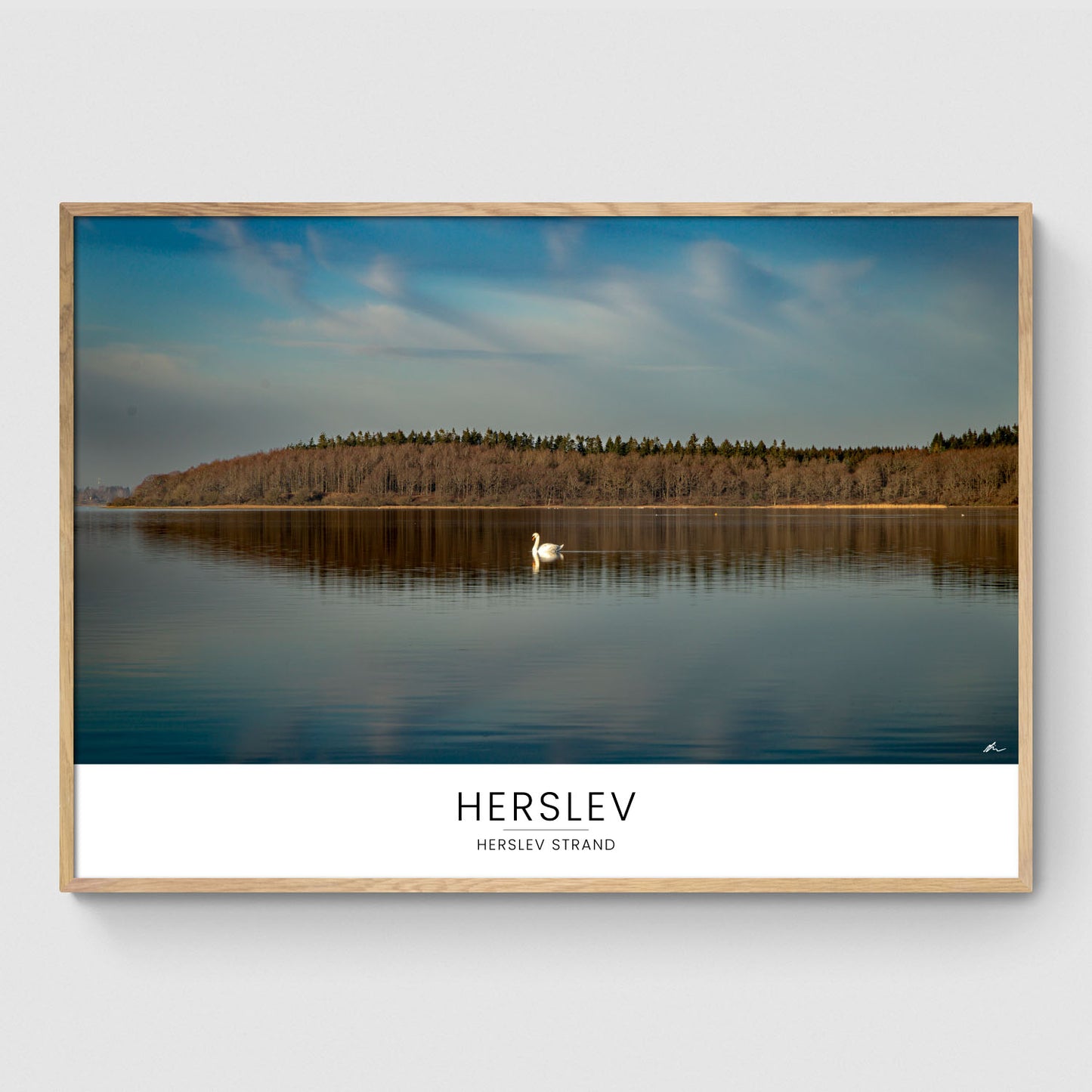Svane ved Herslev Strand I