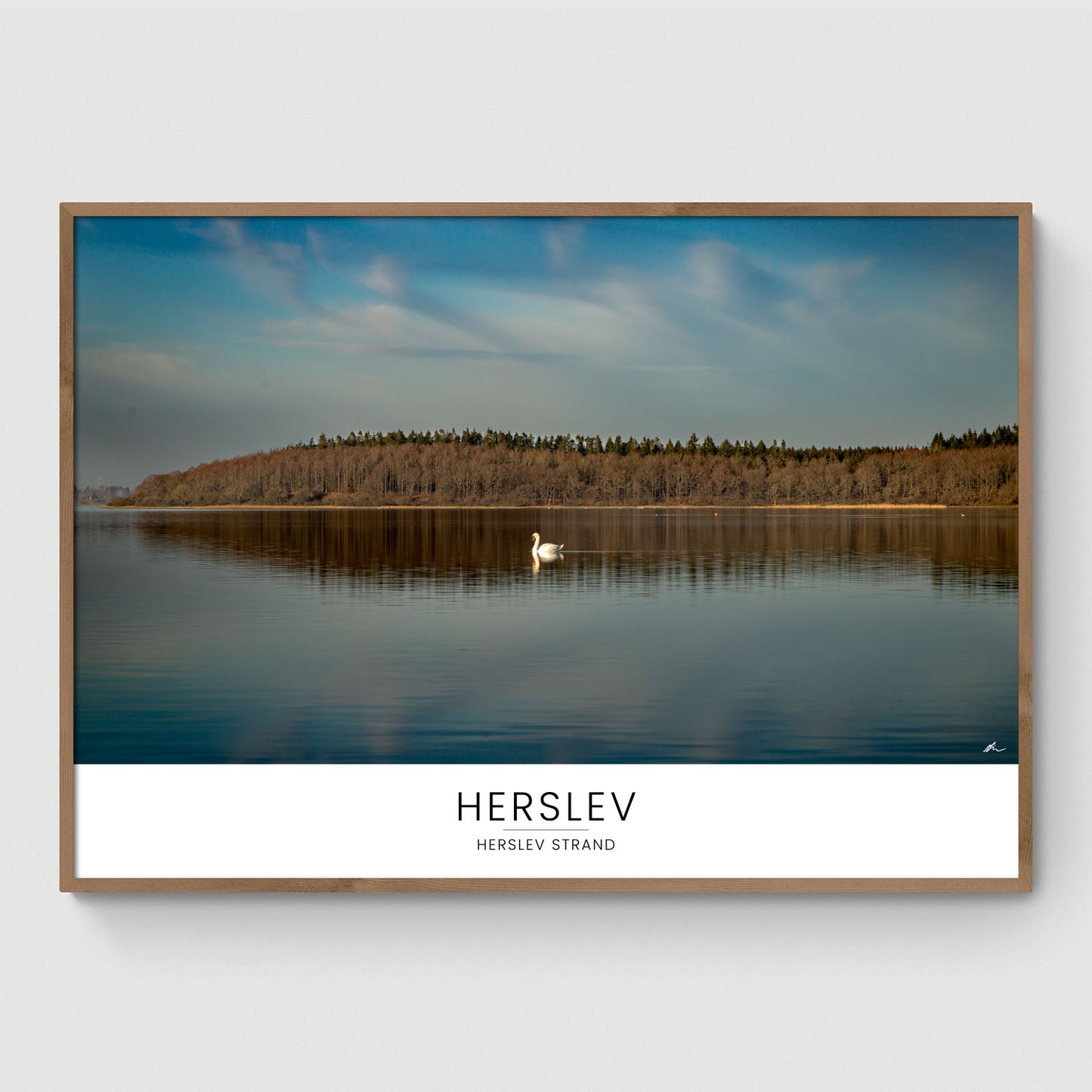 Svane ved Herslev Strand I
