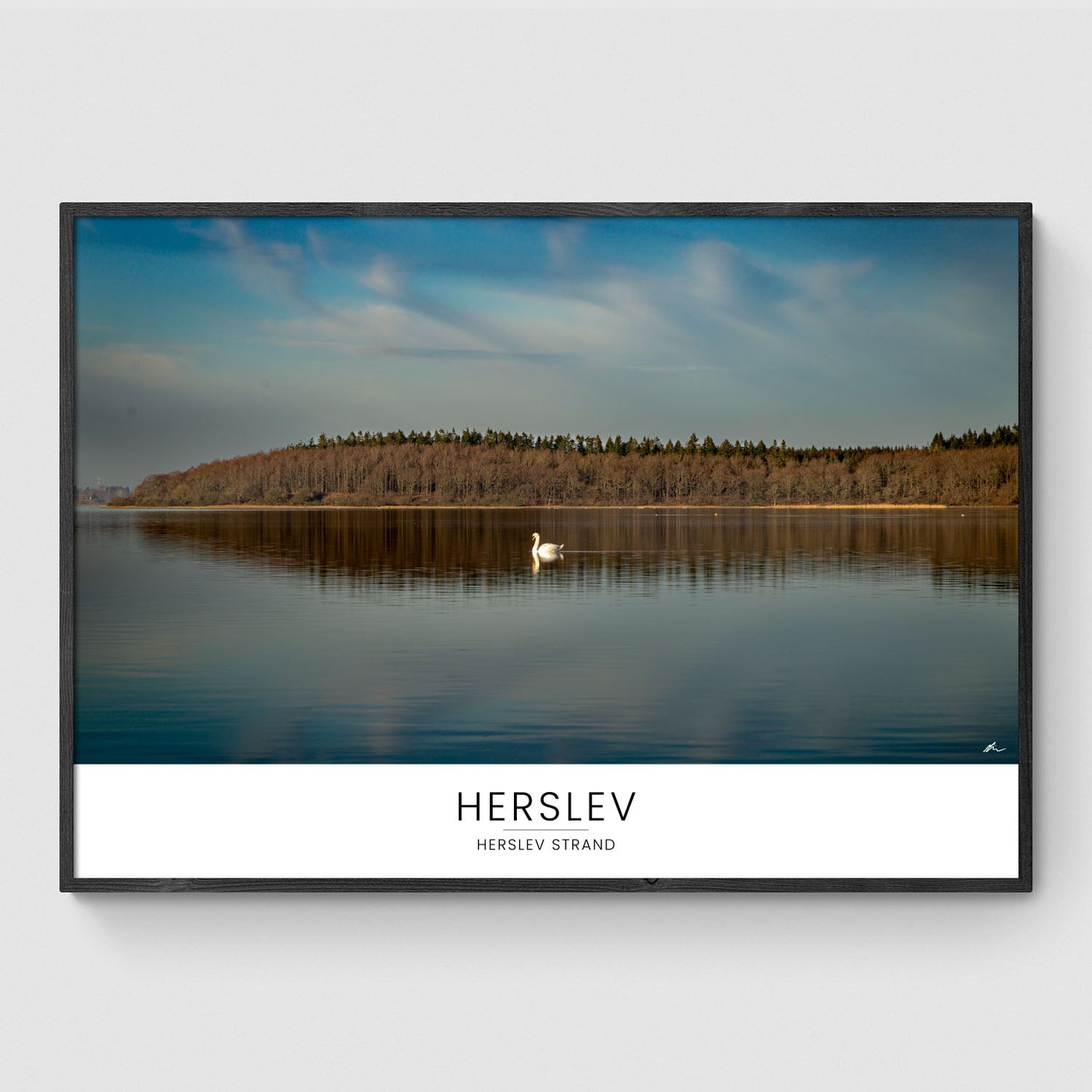 Svane ved Herslev Strand I