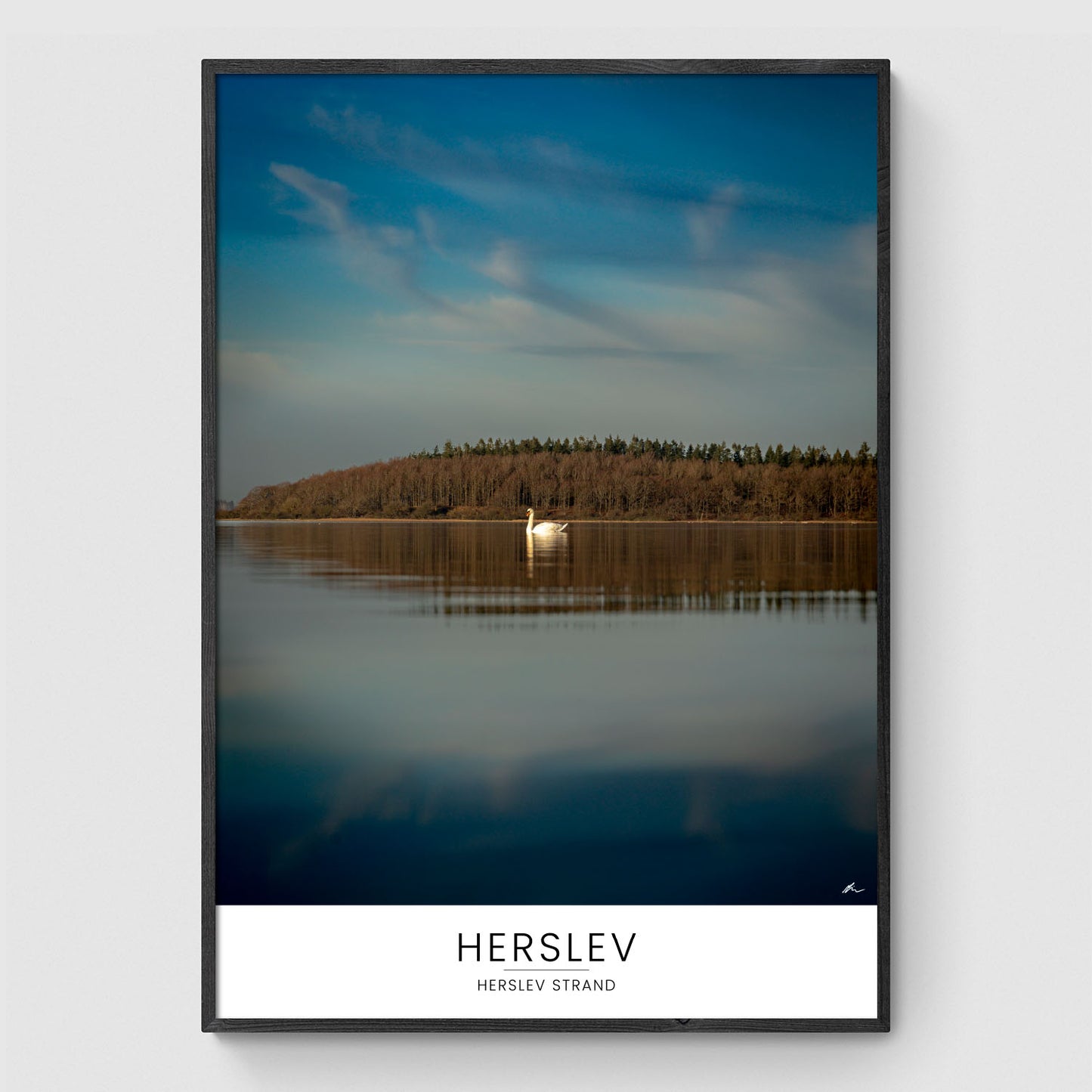 Svane ved Herslev Strand II