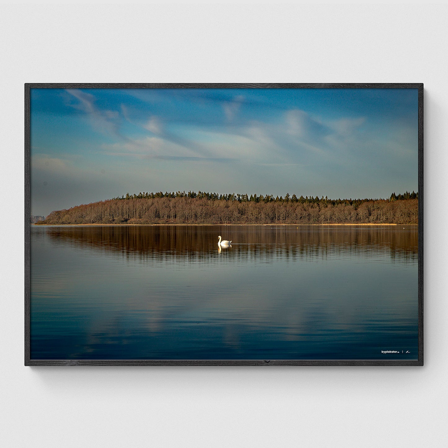 Svane ved Herslev Strand I