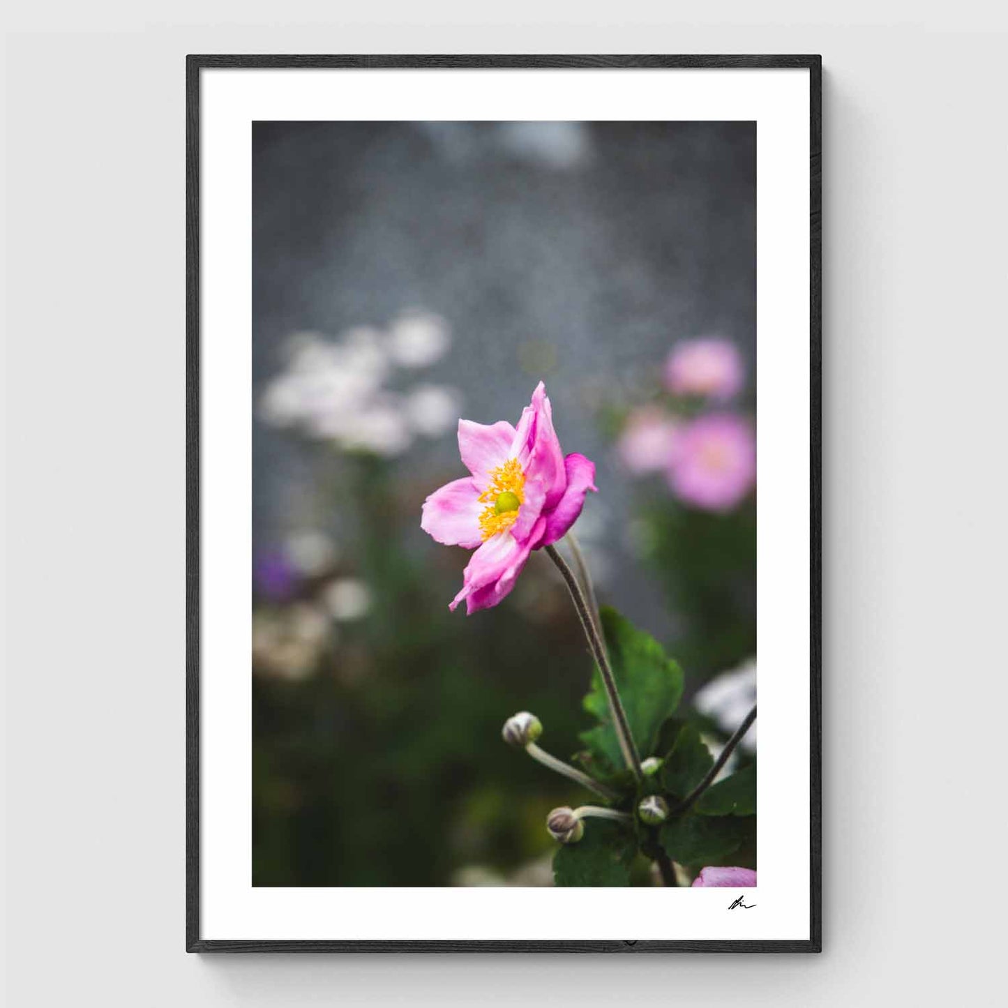 Høstanemoner langs Hvalsø hovedgade II