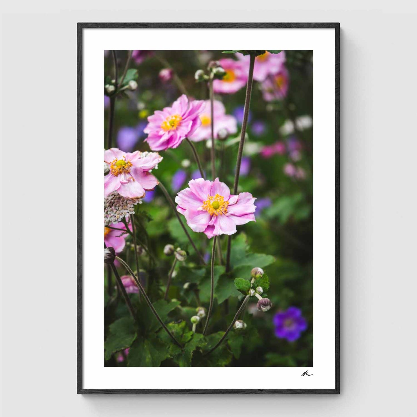 Høstanemoner langs Hvalsø hovedgade I