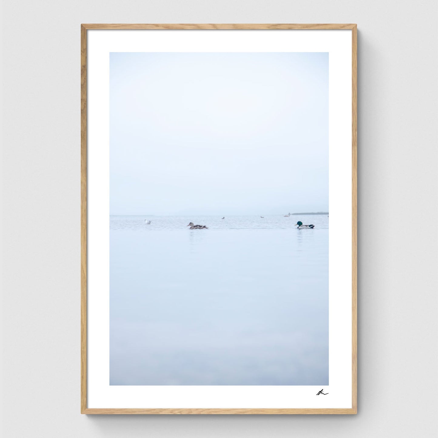Ænder i Roskilde Fjord