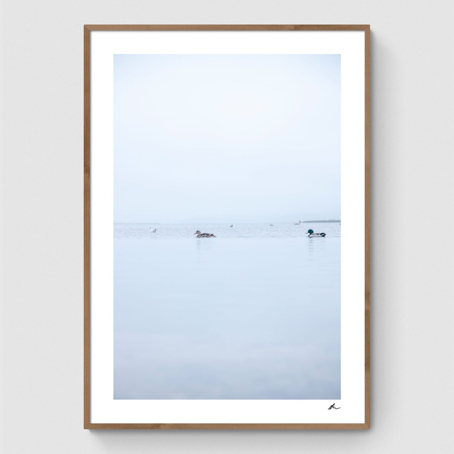Ænder i Roskilde Fjord