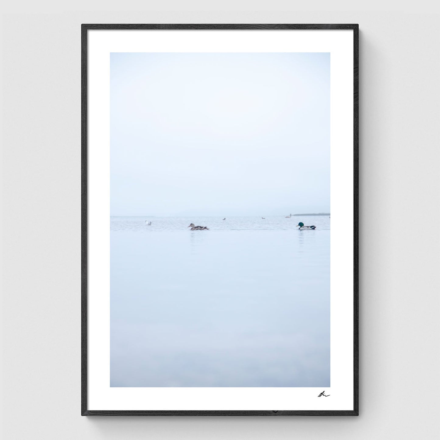 Ænder i Roskilde Fjord