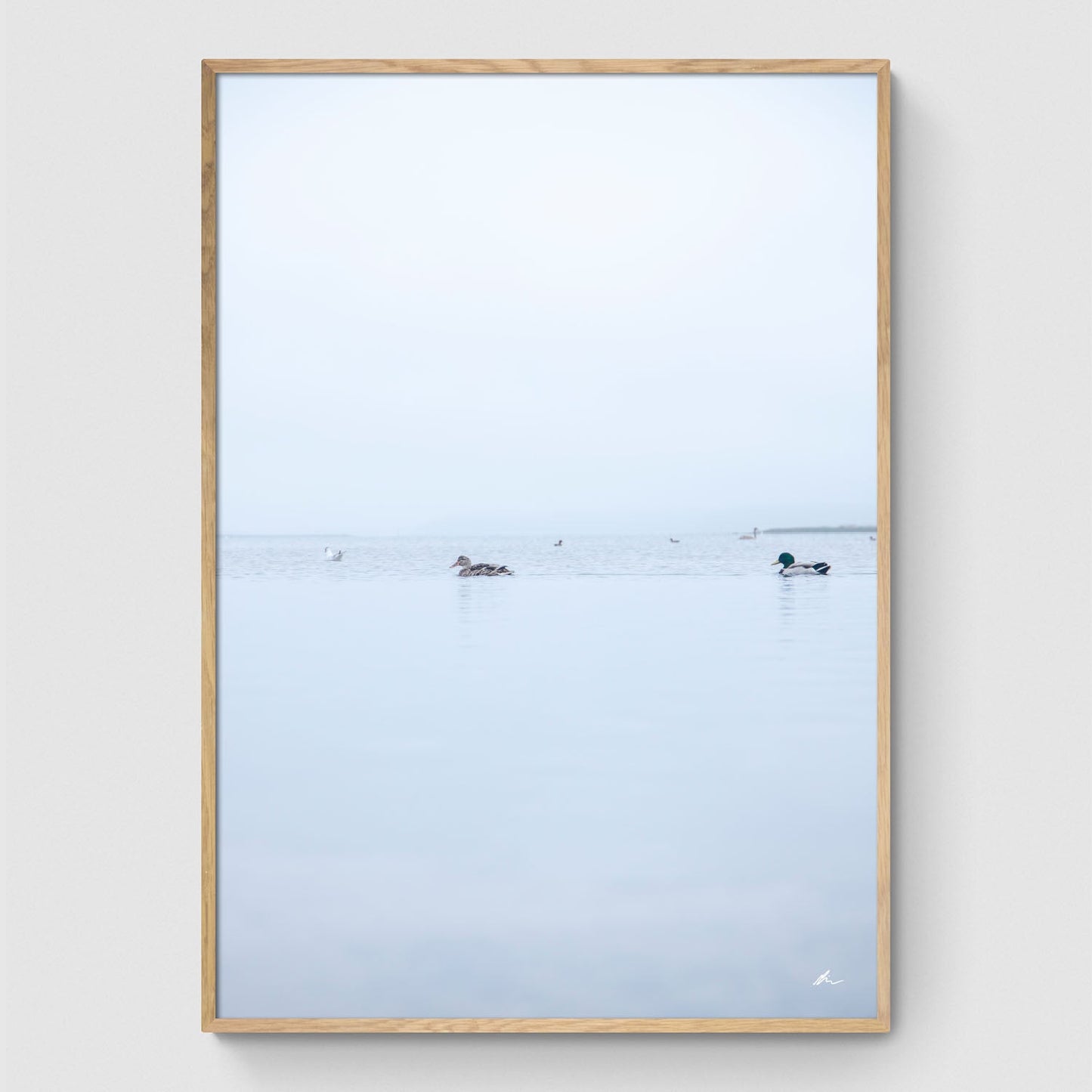 Ænder i Roskilde Fjord