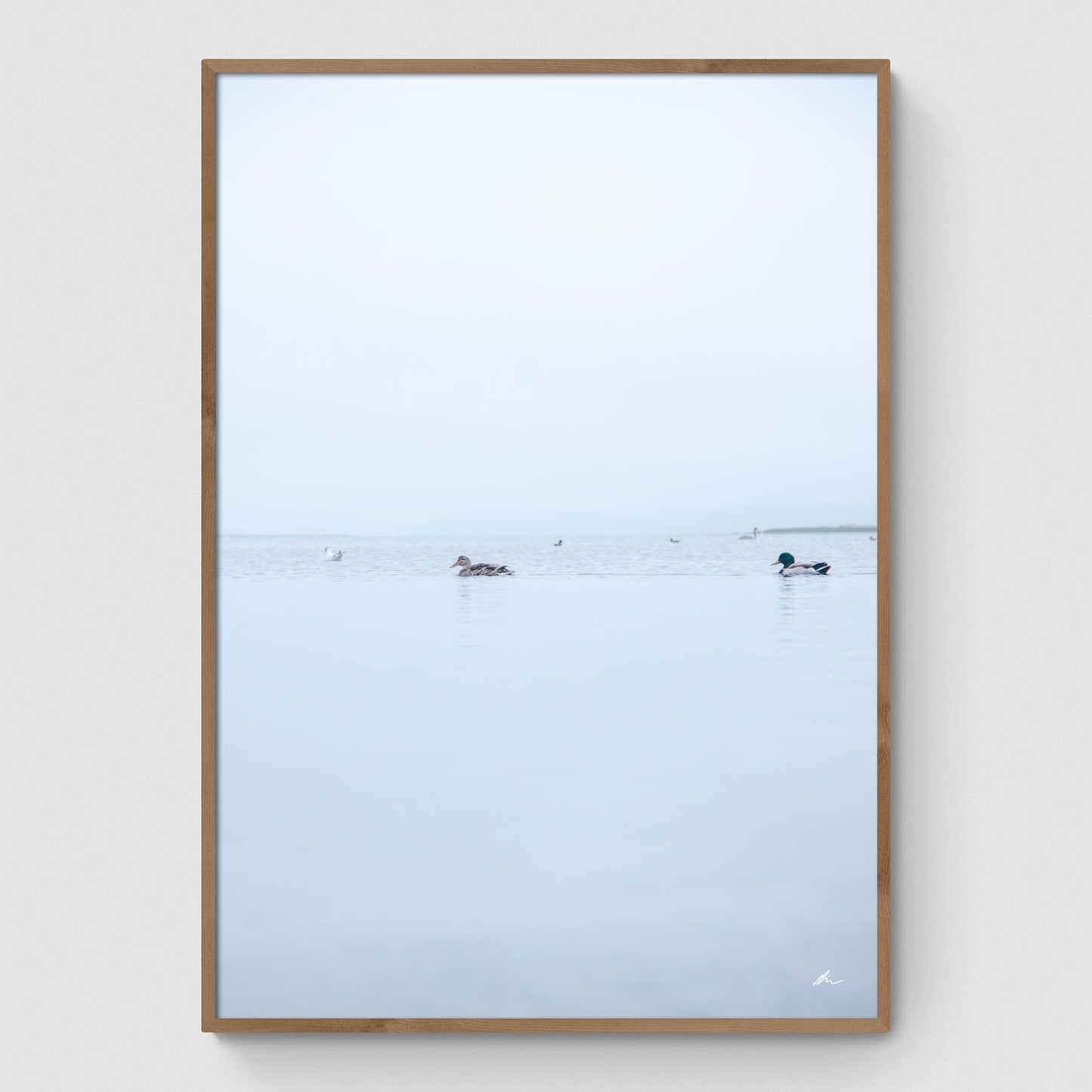 Ænder i Roskilde Fjord