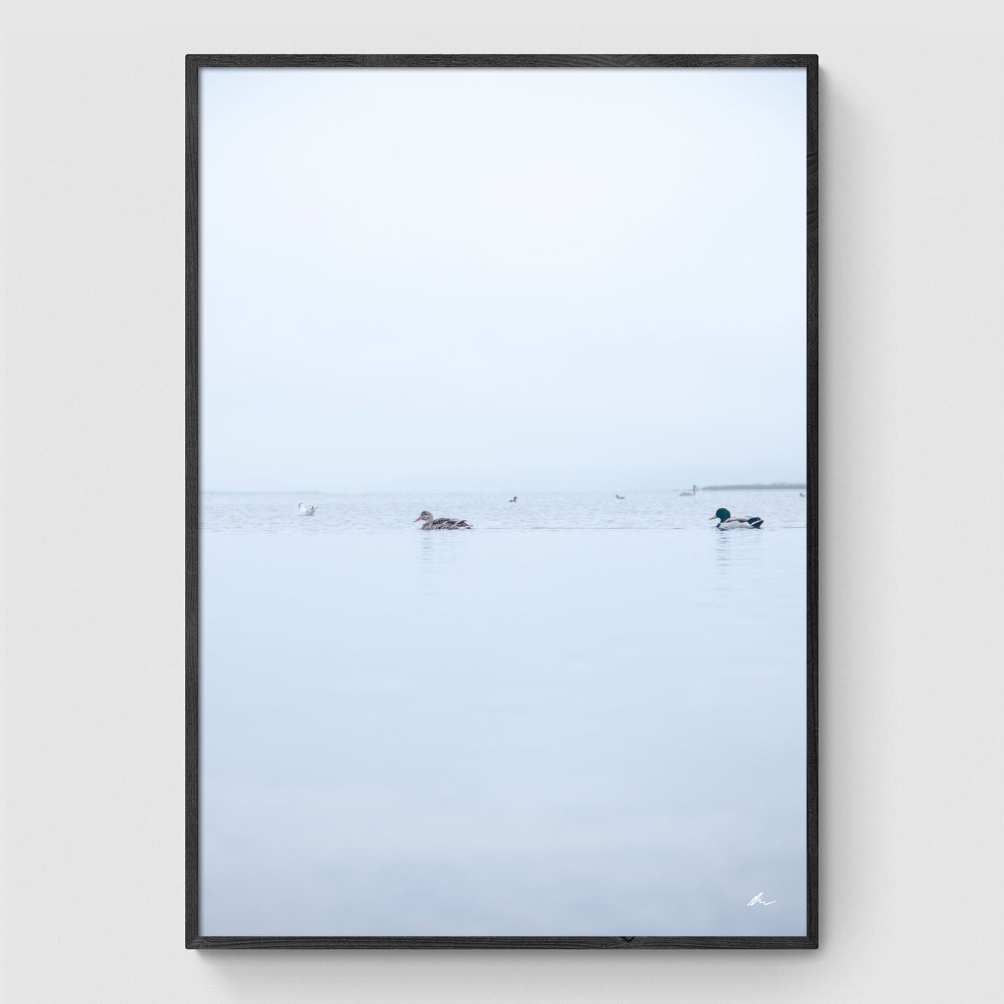 Ænder i Roskilde Fjord