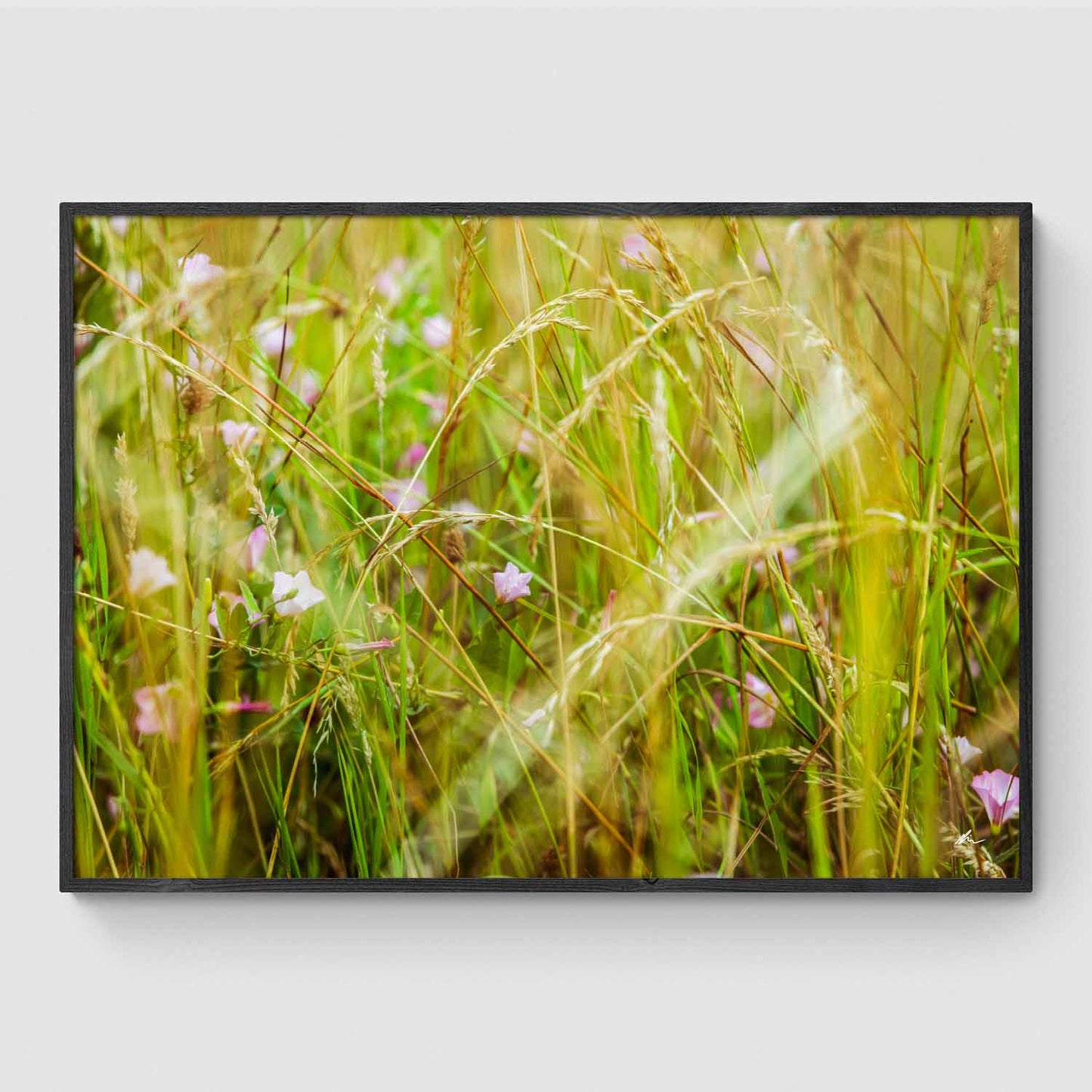 Blomster i tæt græs ved Sankt Hans