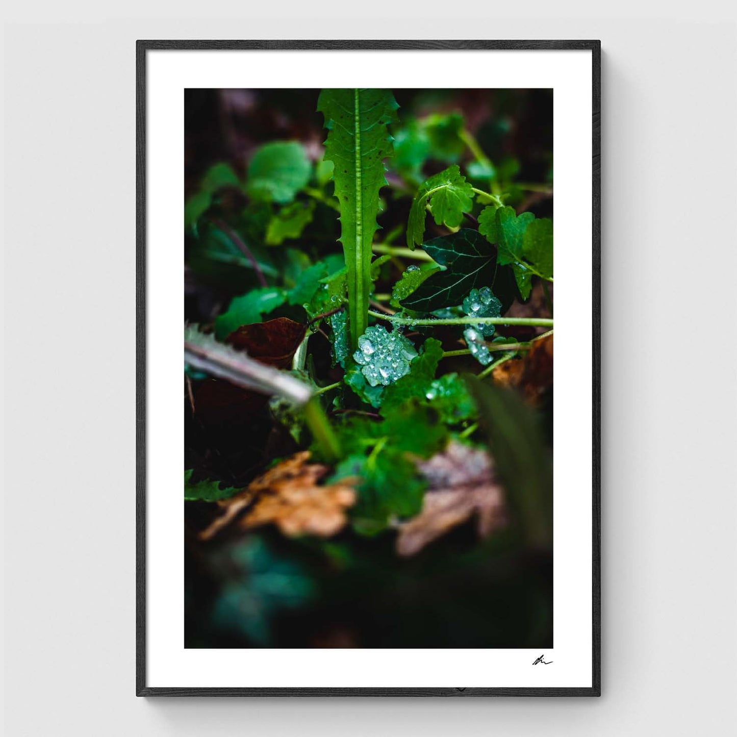 Dråber på blad
