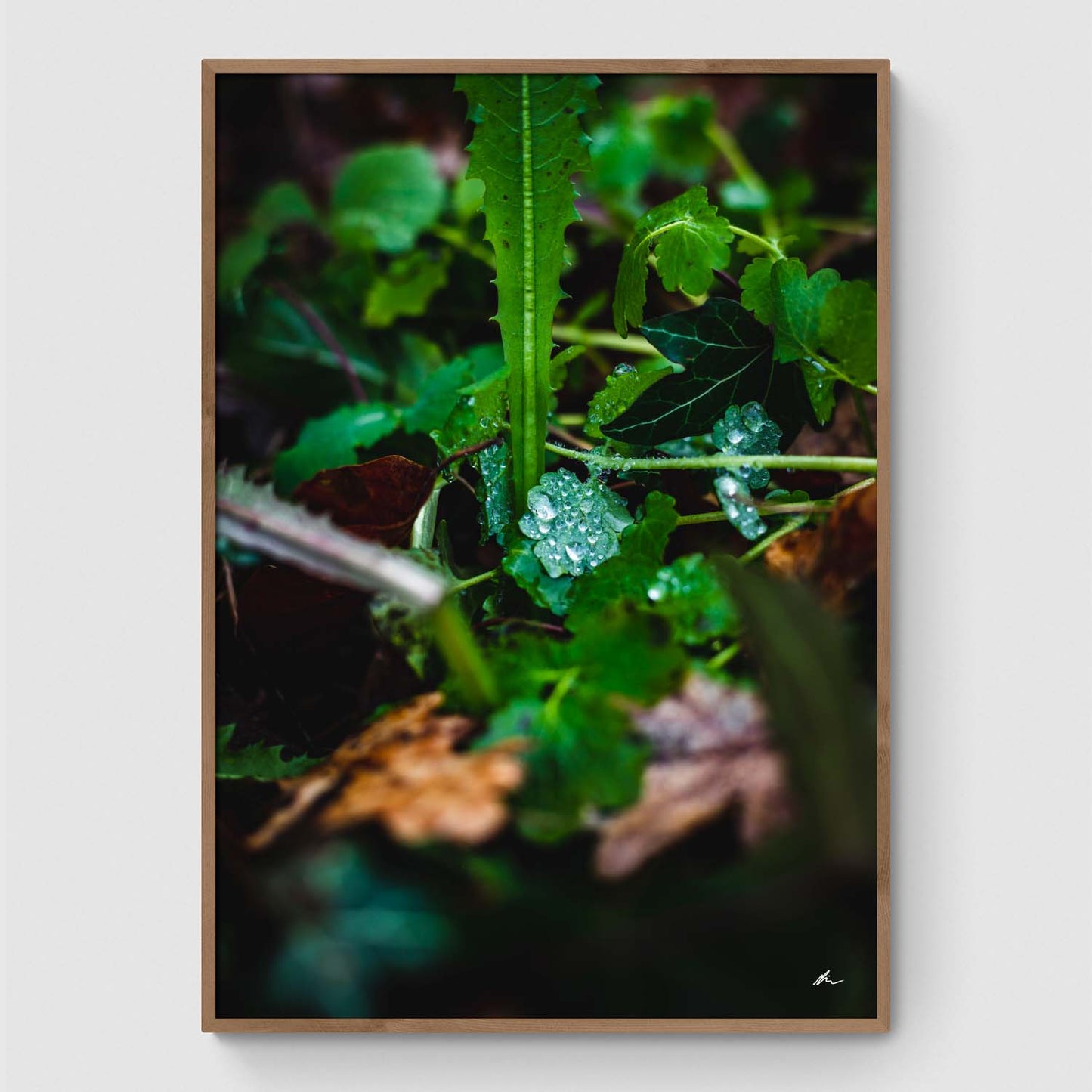 Dråber på blad