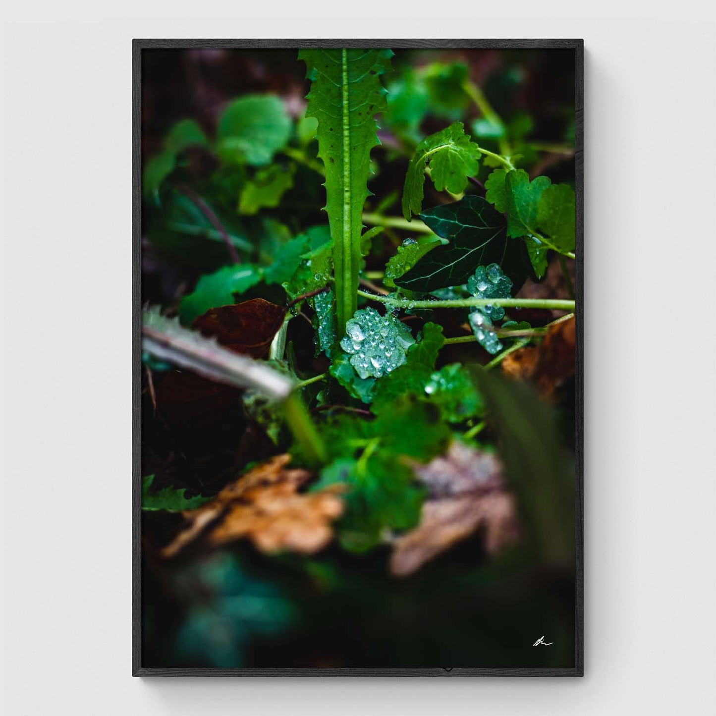 Dråber på blad