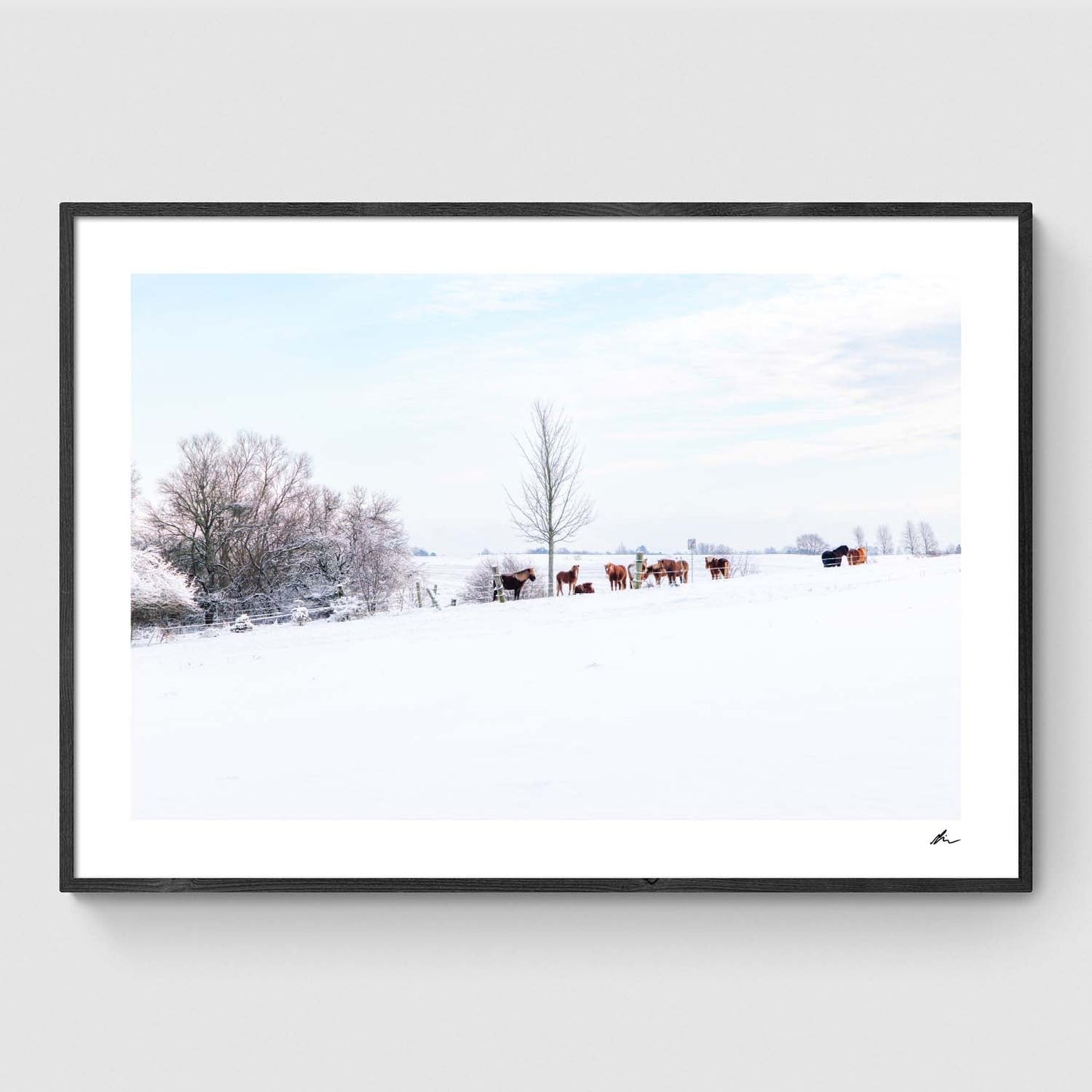 Islandske heste i snelandskab I