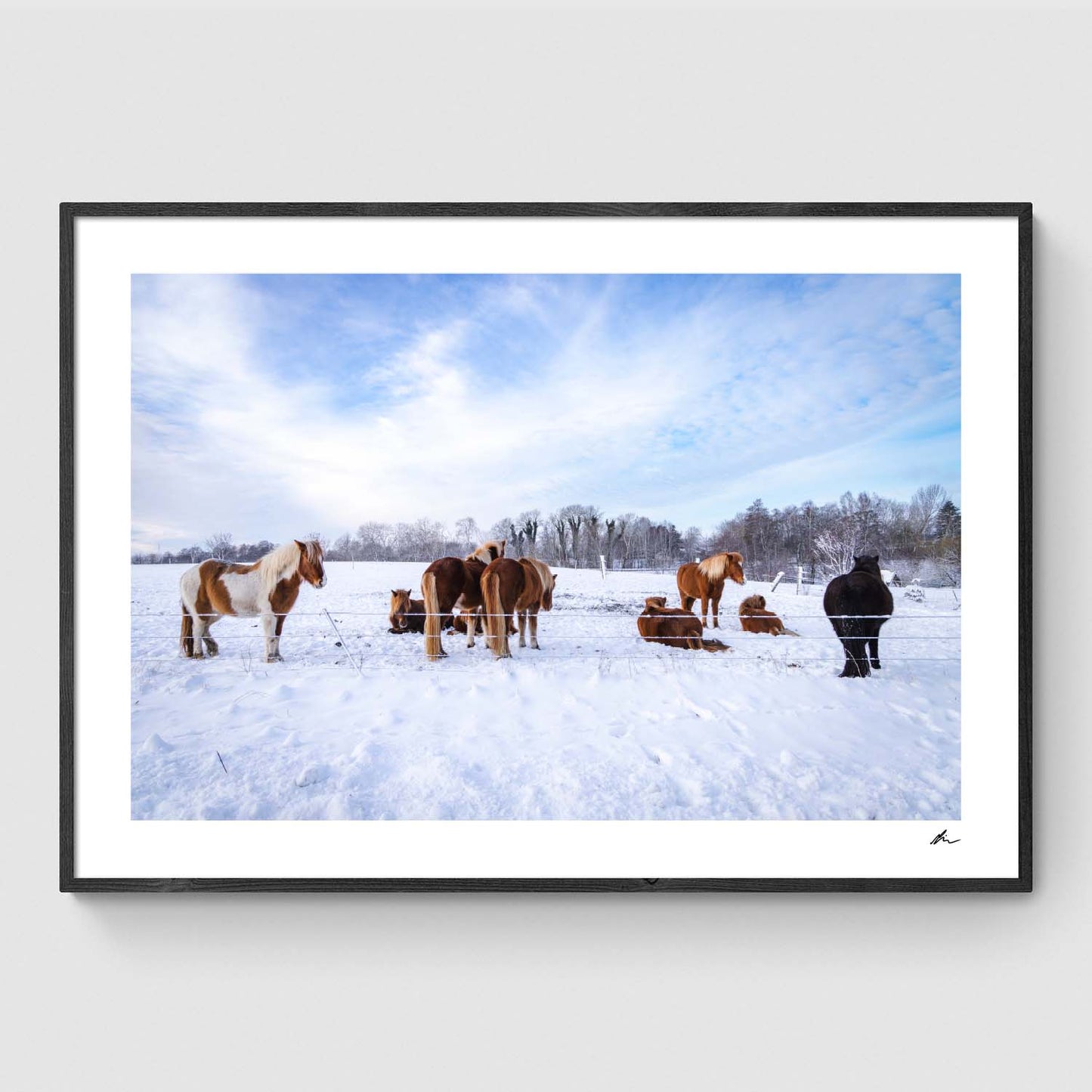 Islandske heste på mark