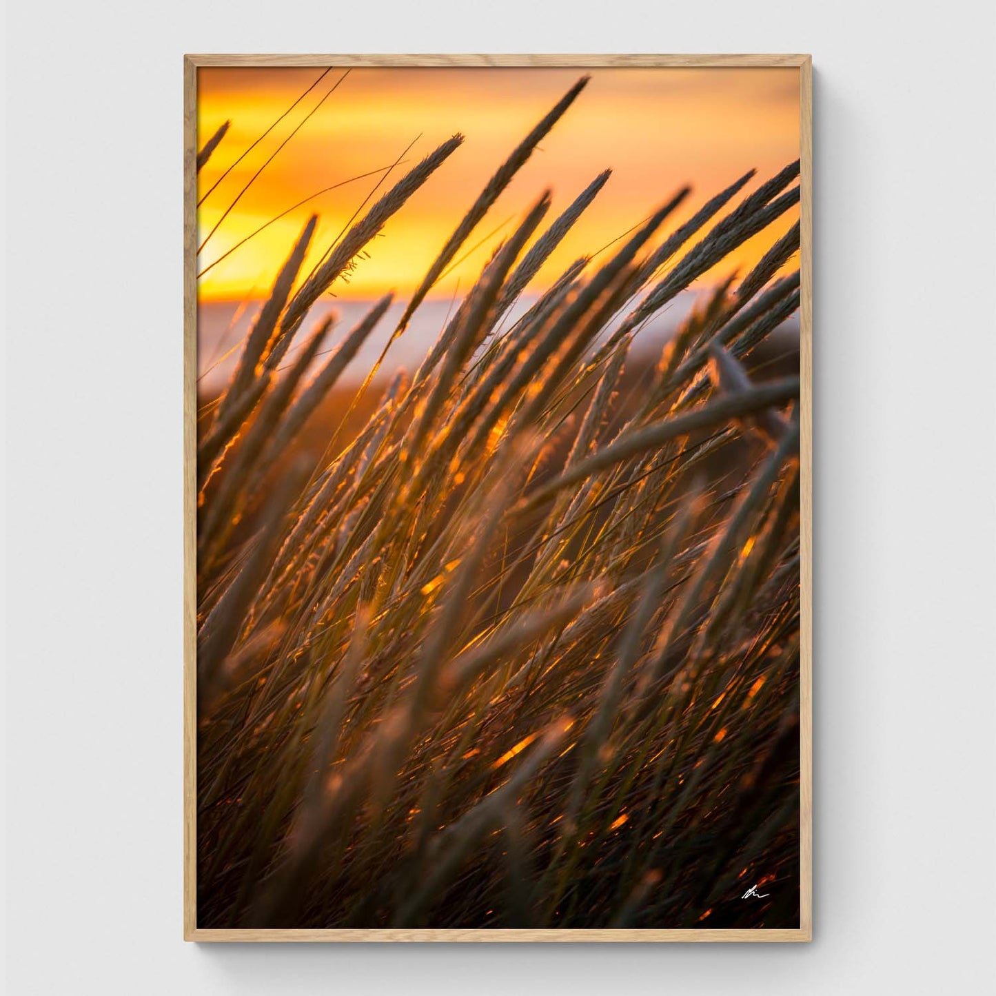 Siv ved solnedgang II