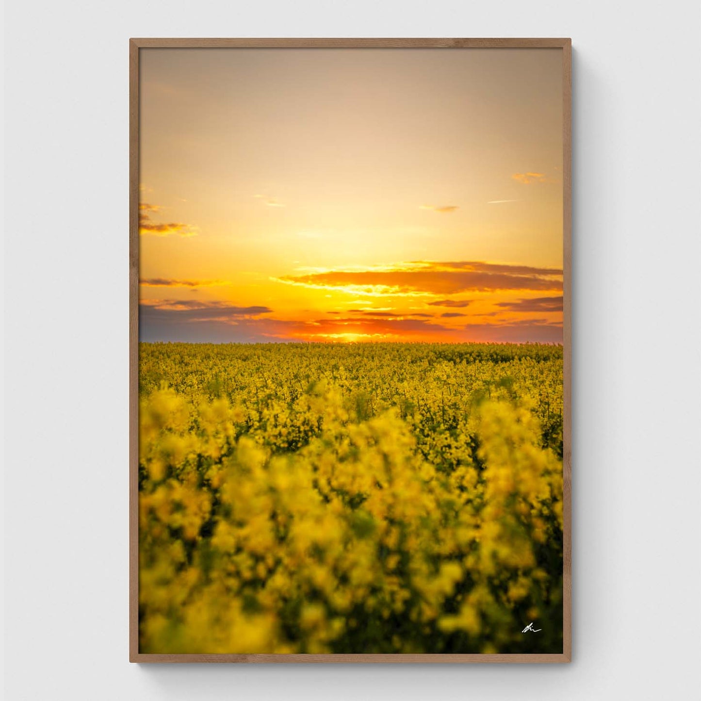 Solnedgang over rapsmark