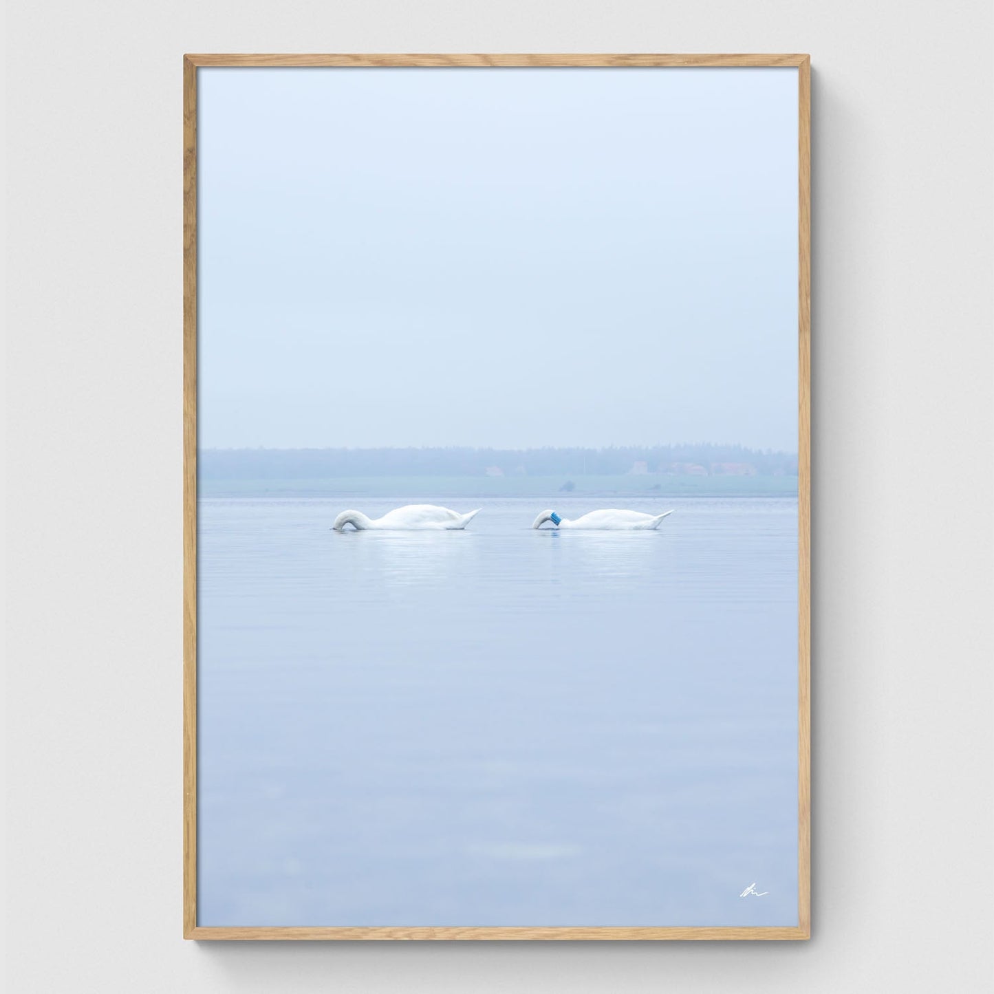Svaner i Roskilde Fjord II