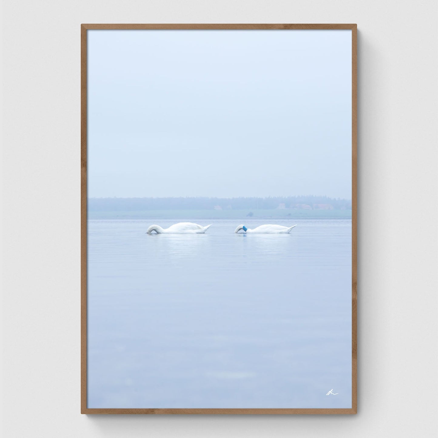 Svaner i Roskilde Fjord II