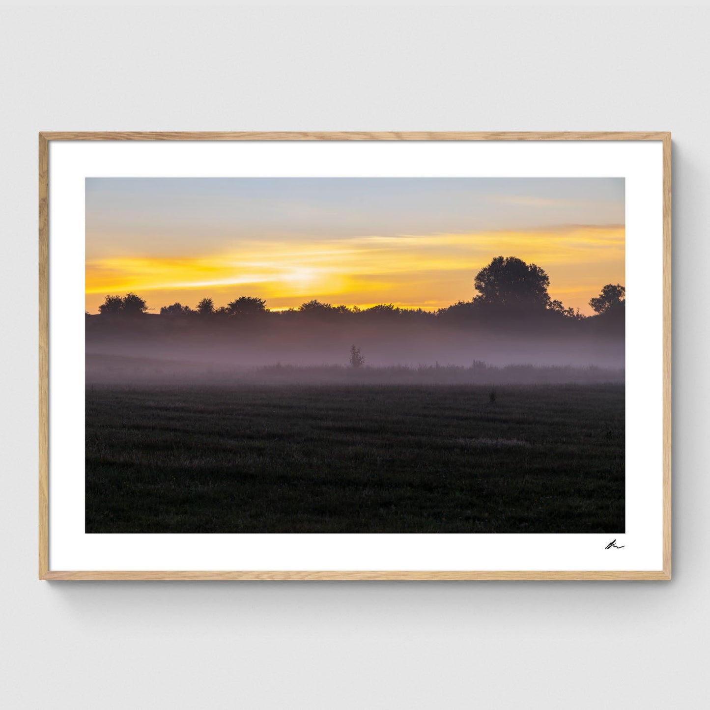 Træ i morgendis