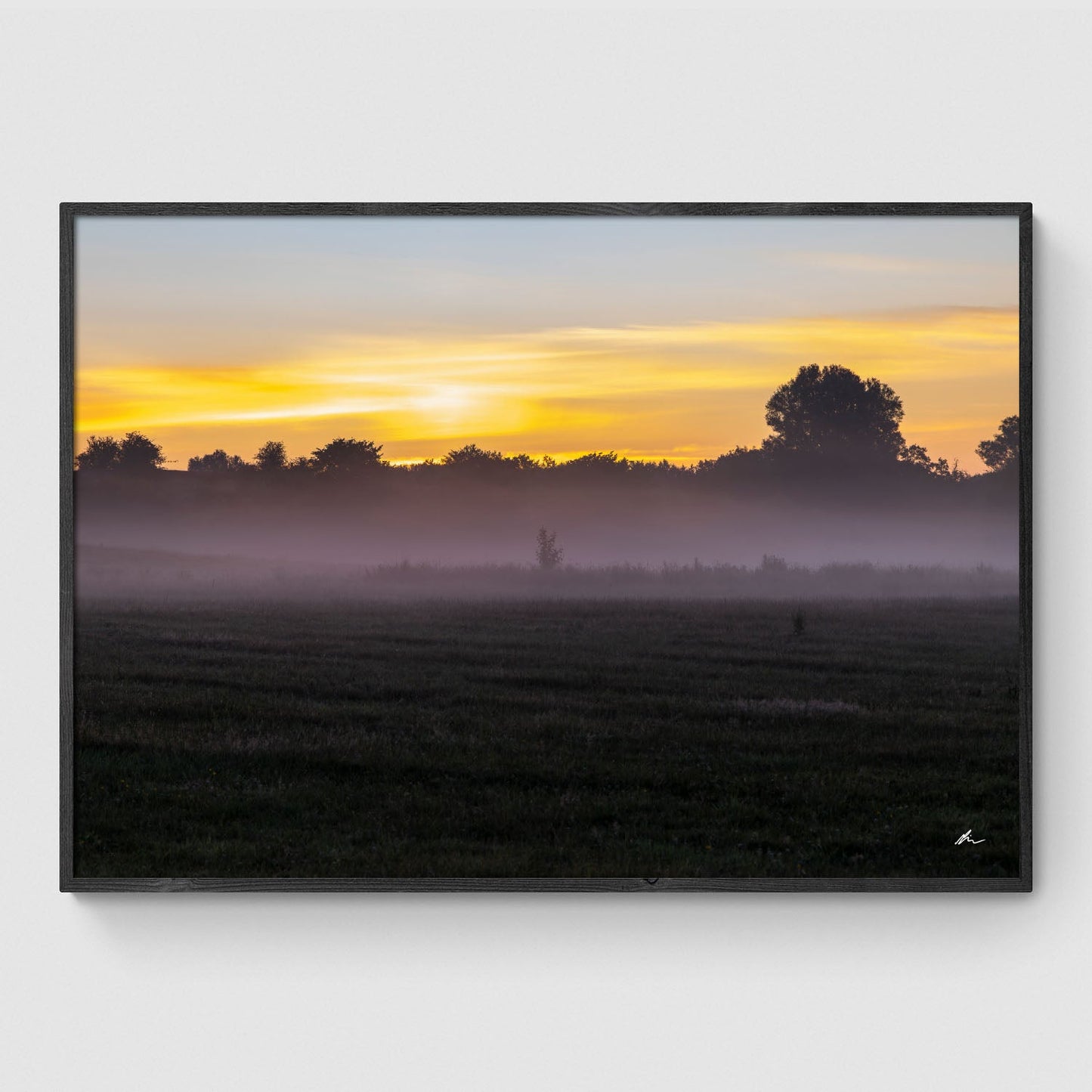 Træ i morgendis