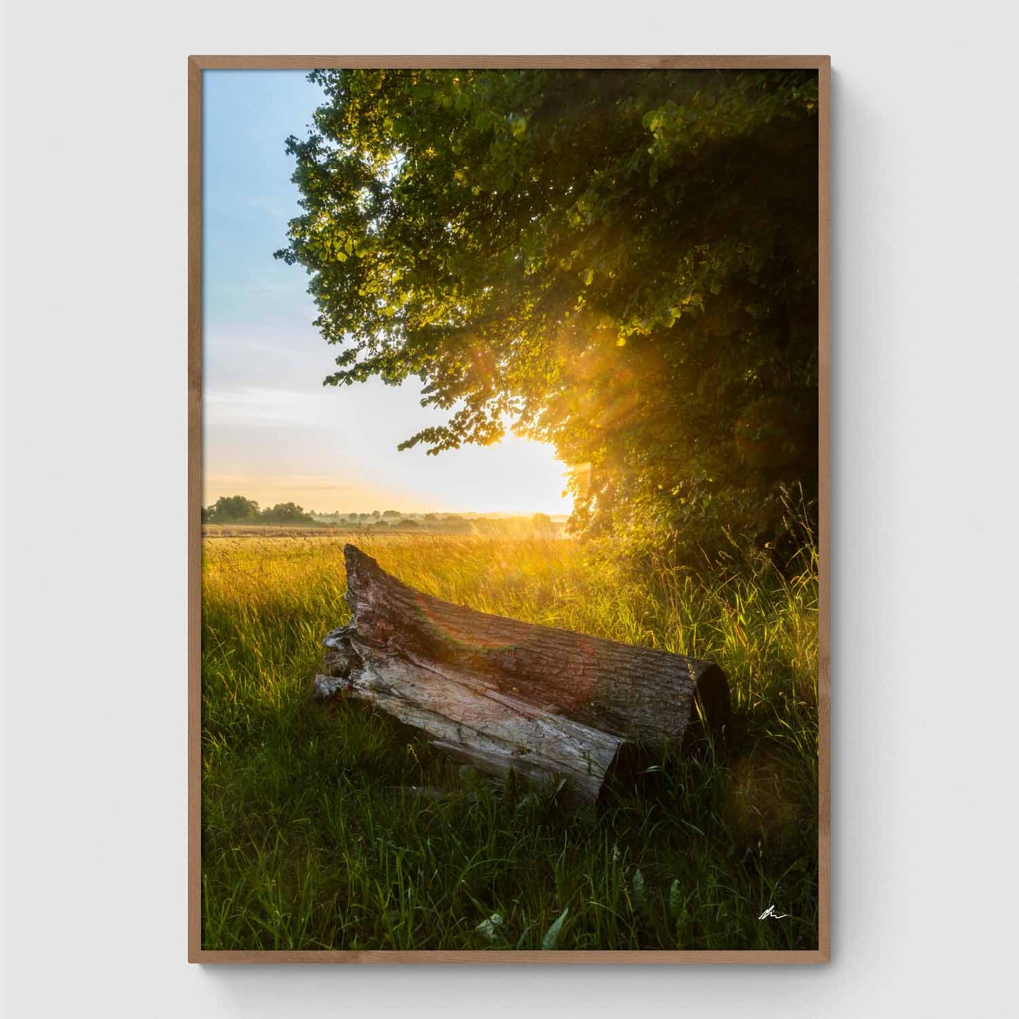 Træstub i morgensolen