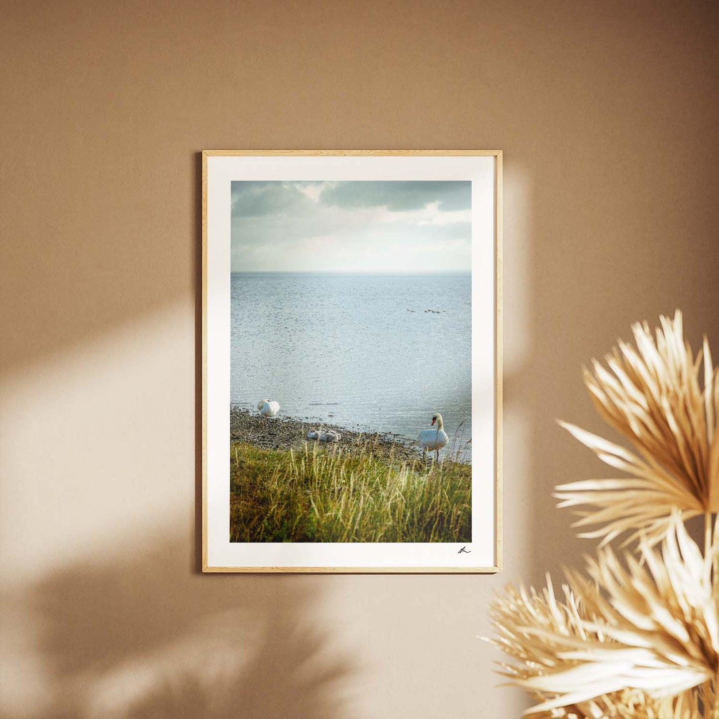 Svanepar med unger ved Fjorden