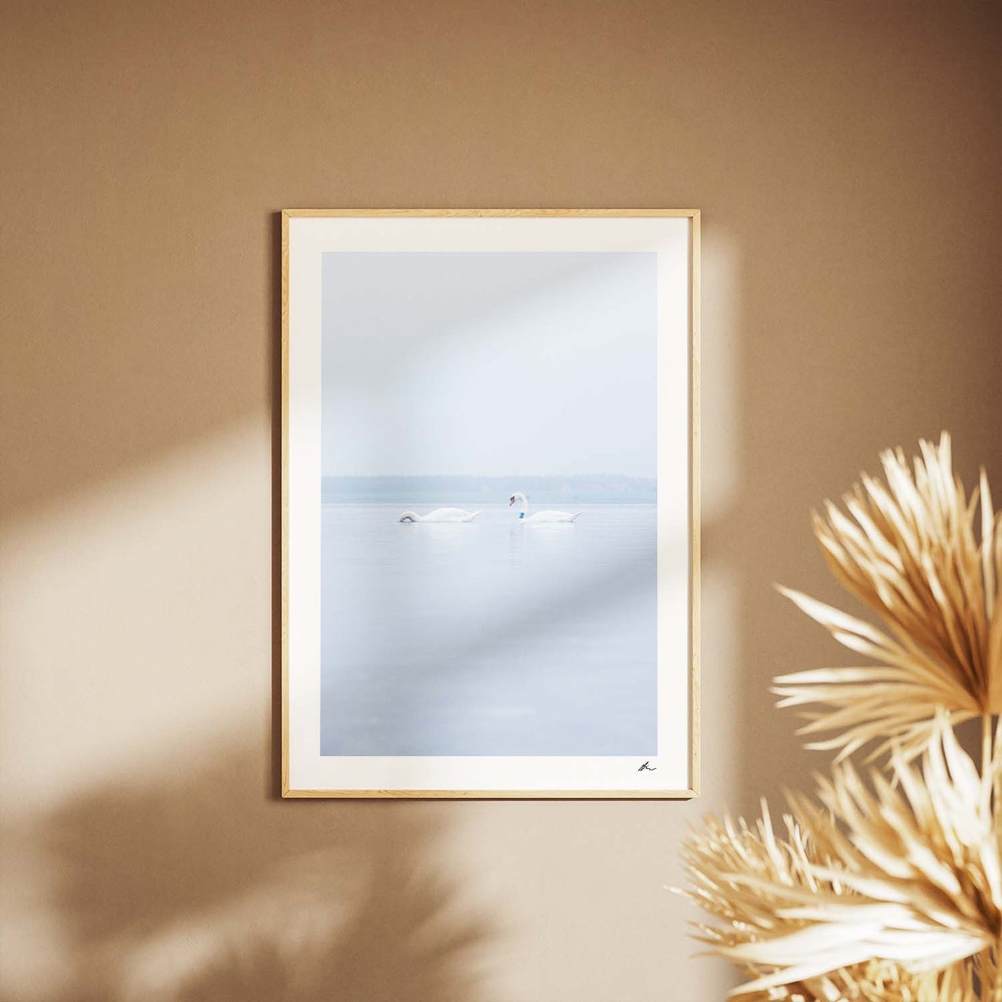 Svaner i Roskilde Fjord I