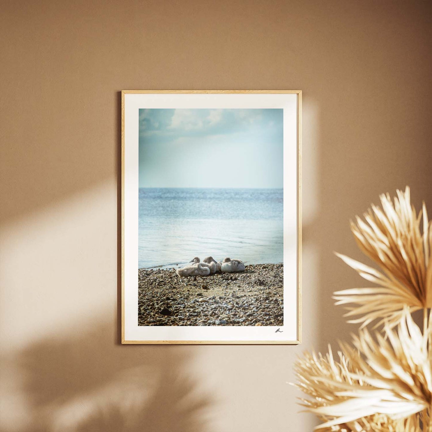 Svaneunger ved Roskilde Fjord