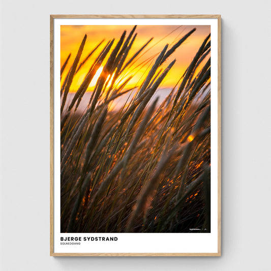 Siv ved solnedgang I