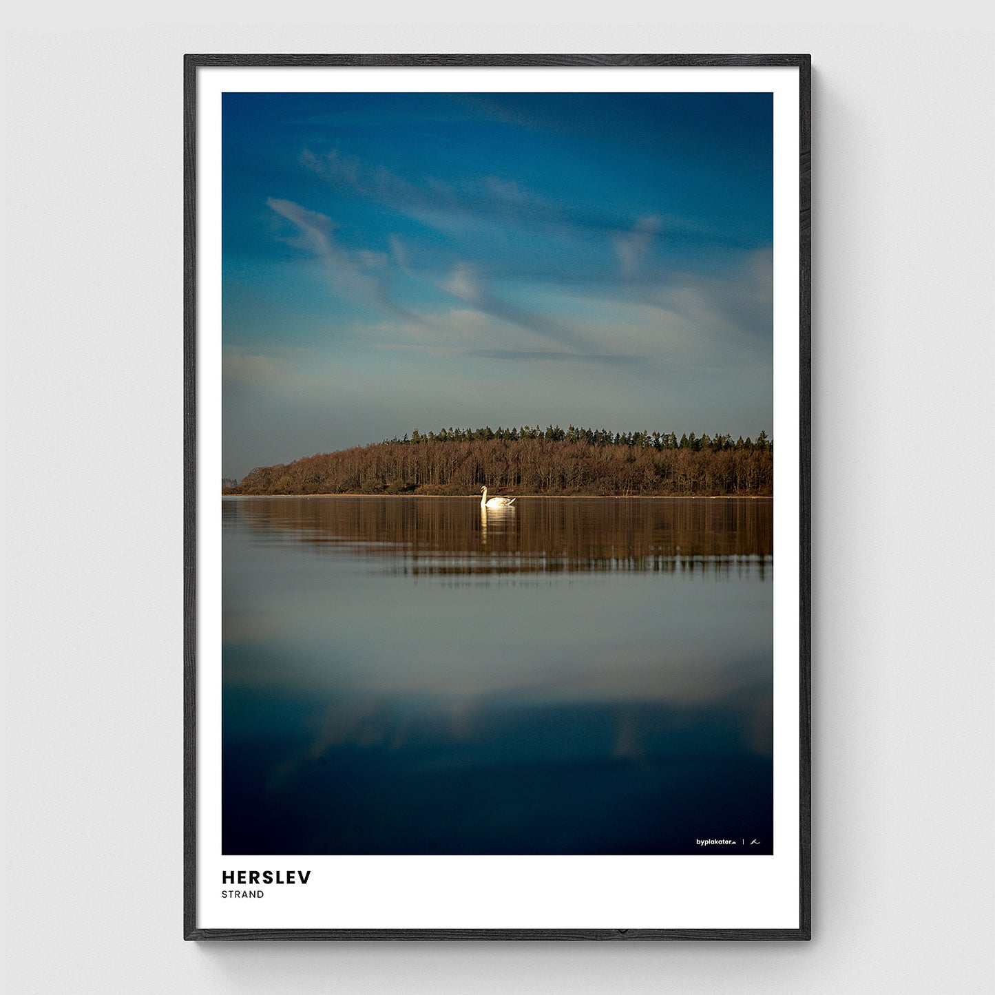 Svane ved Herslev Strand II