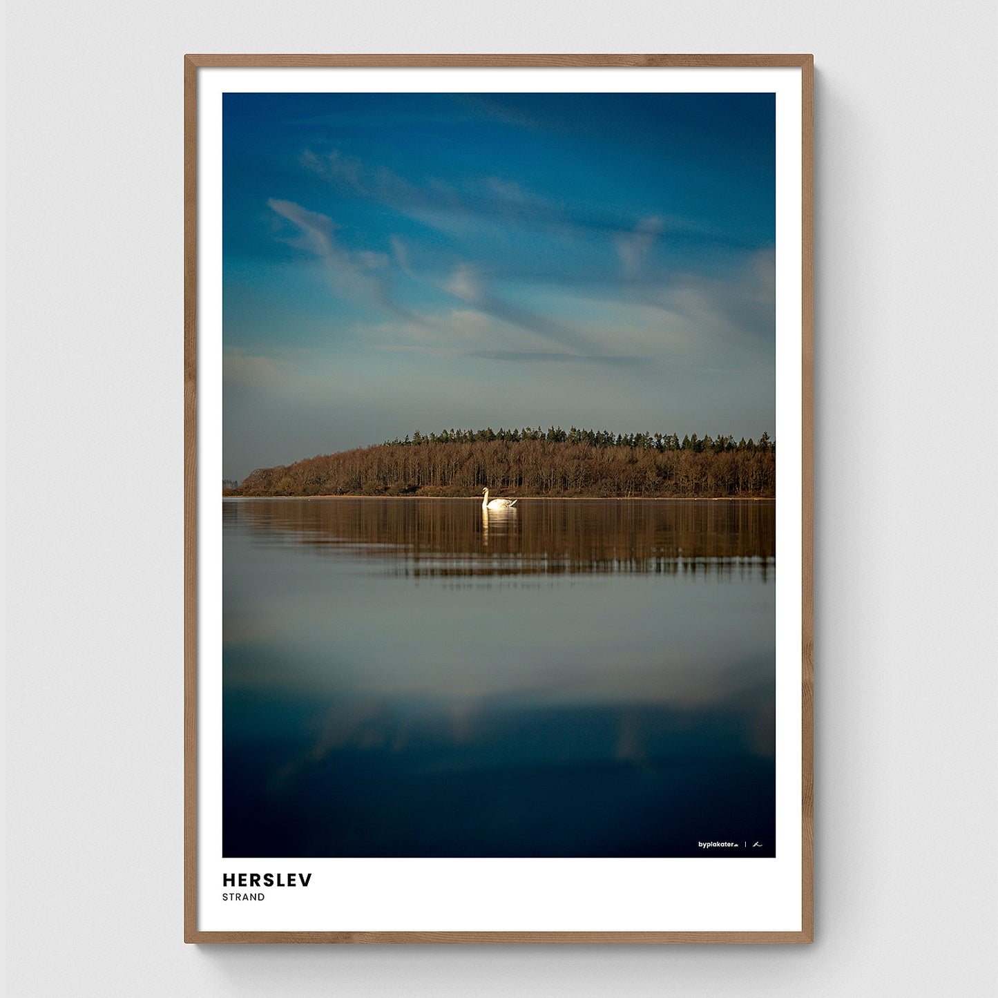 Svane ved Herslev Strand II