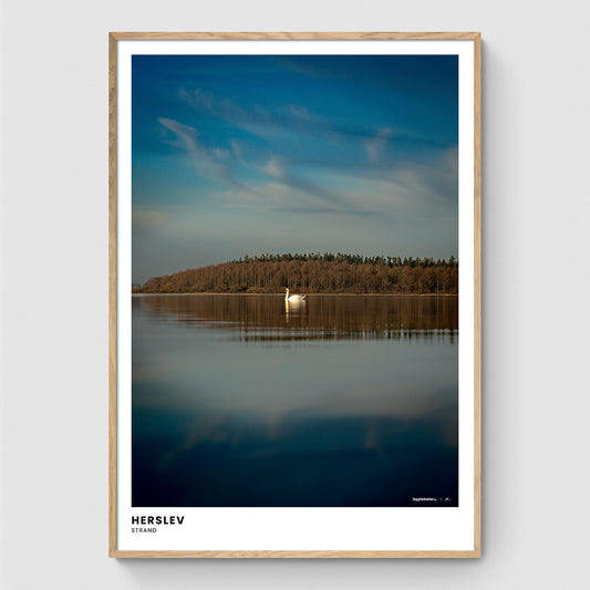 Svane ved Herslev Strand II