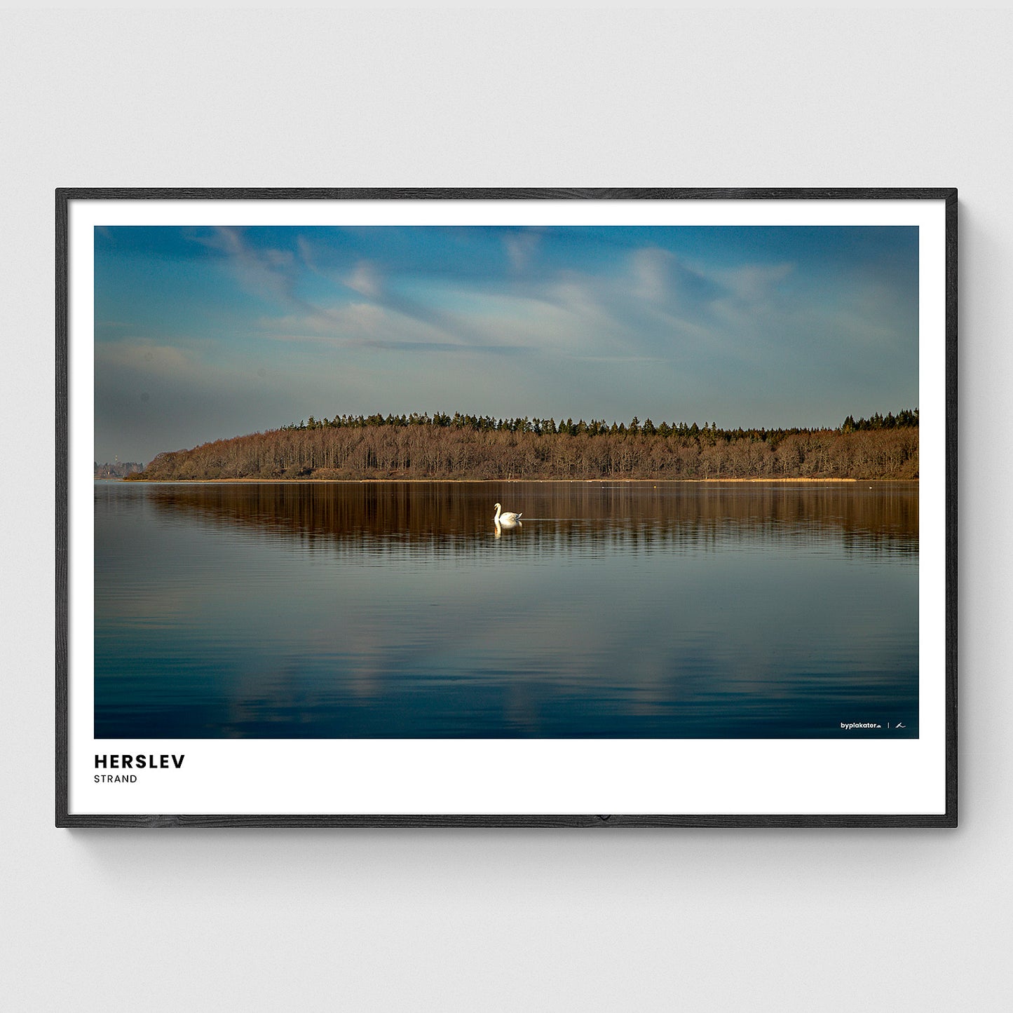 Svane ved Herslev Strand I