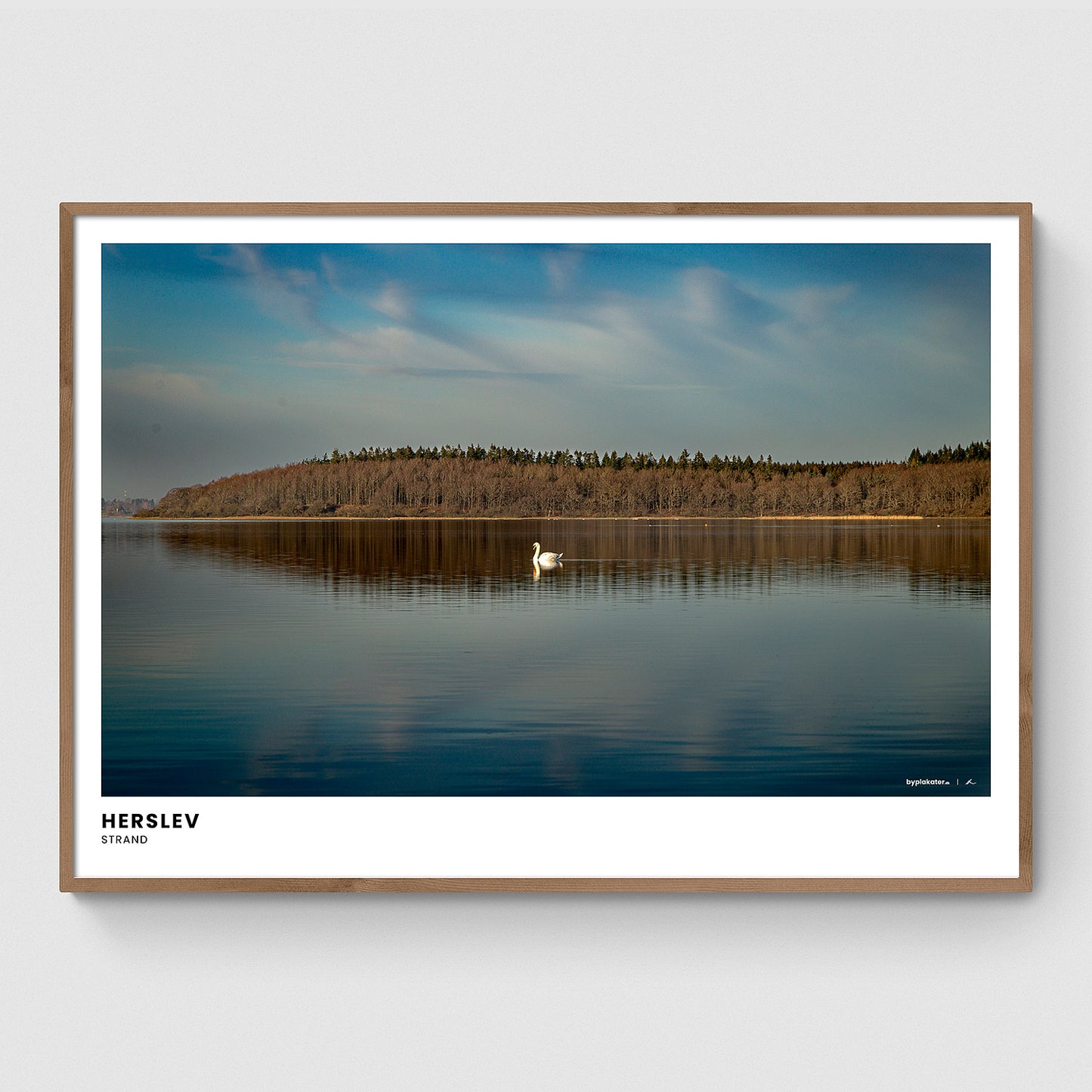 Svane ved Herslev Strand I