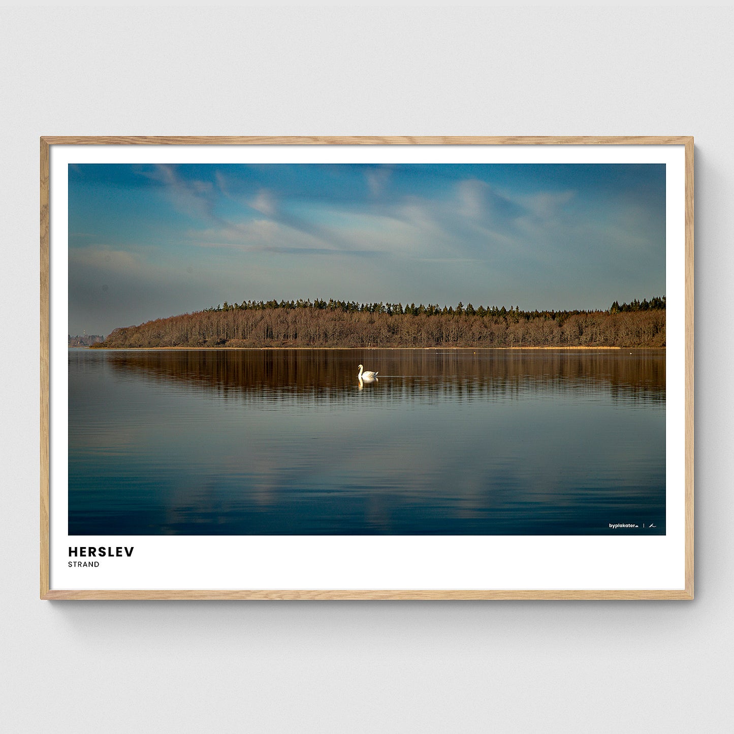 Svane ved Herslev Strand I