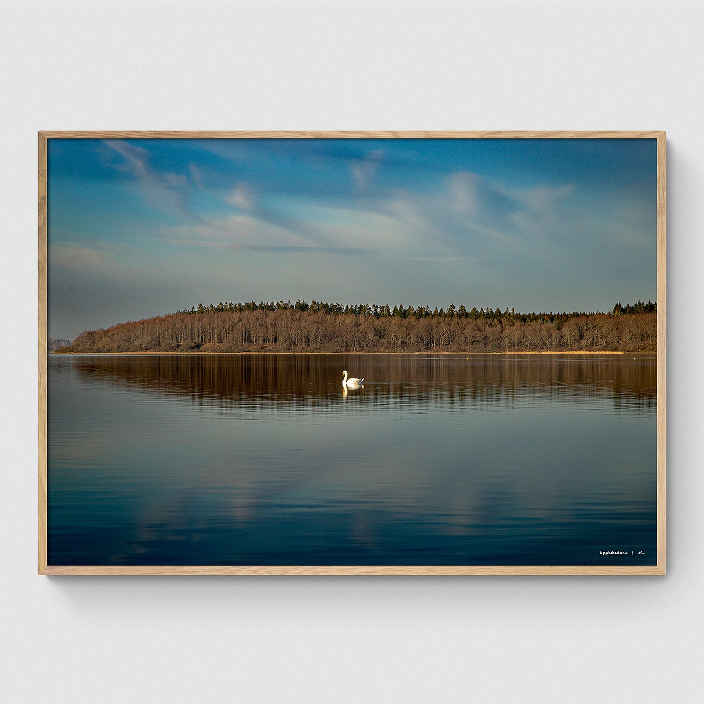 Svane ved Herslev Strand I