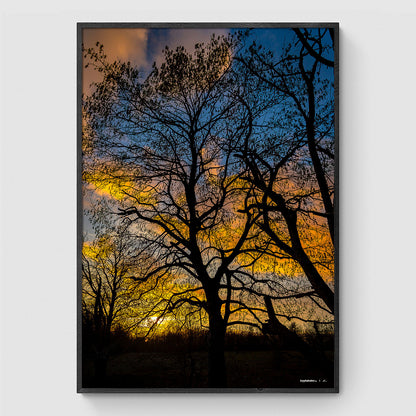 Solnedgang i Himmelev Skov