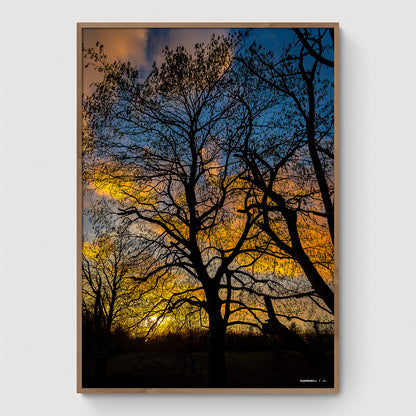 Solnedgang i Himmelev Skov