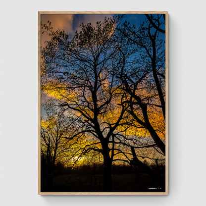 Solnedgang i Himmelev Skov