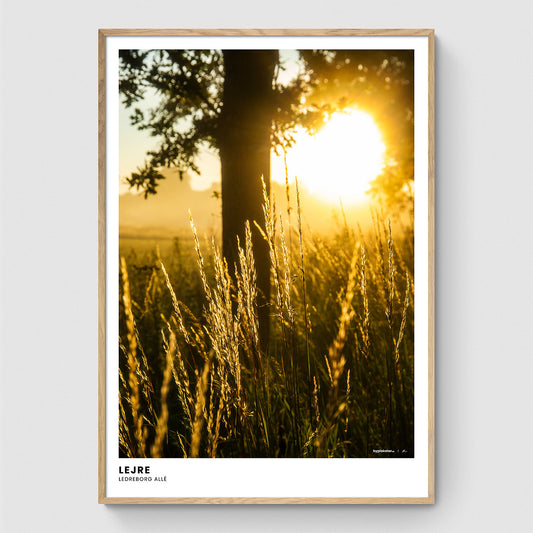 Solopgang langs Ledreborg Allé
