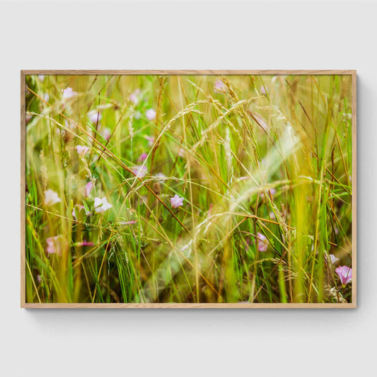 Blomster i tæt græs ved Sankt Hans