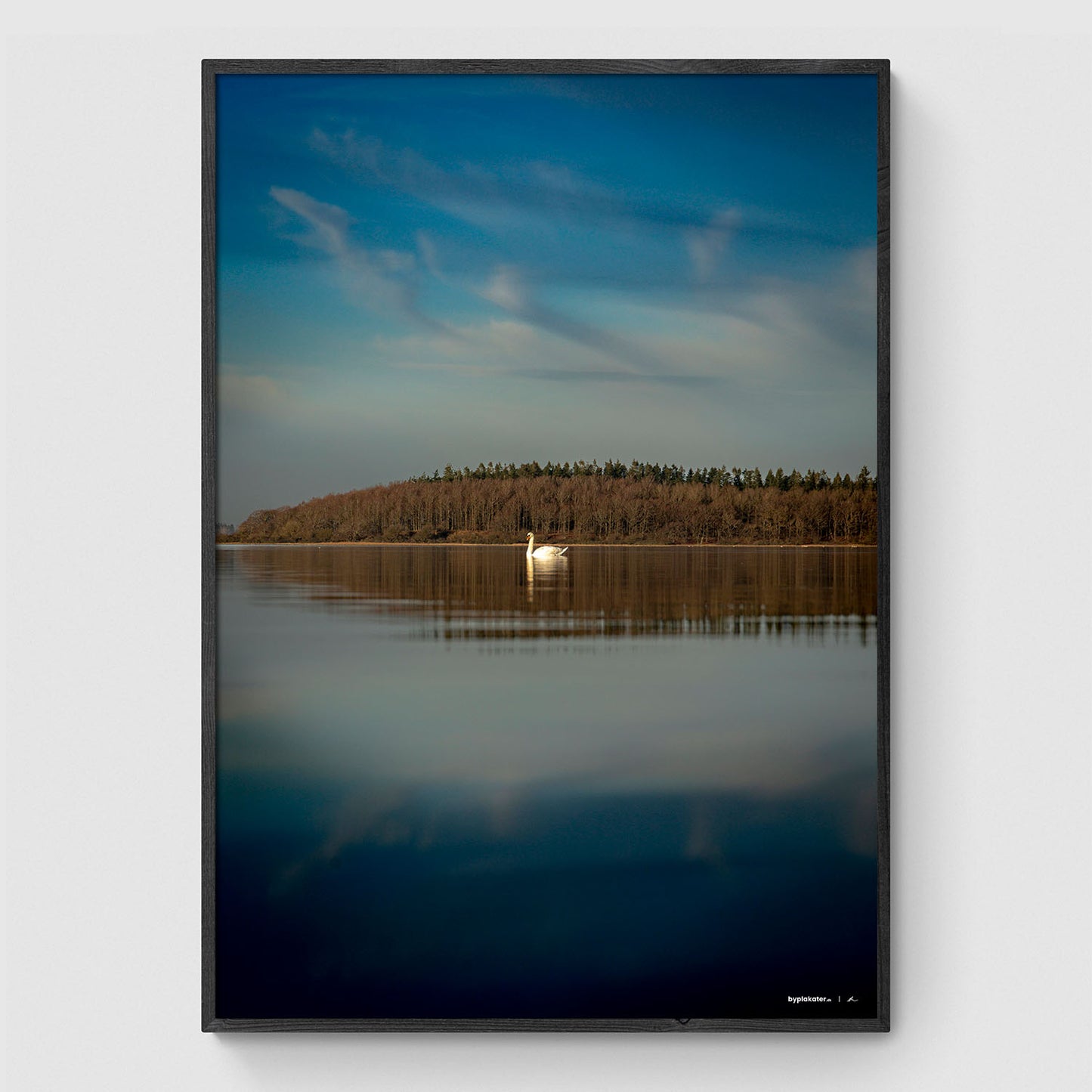 Svane ved Herslev Strand II