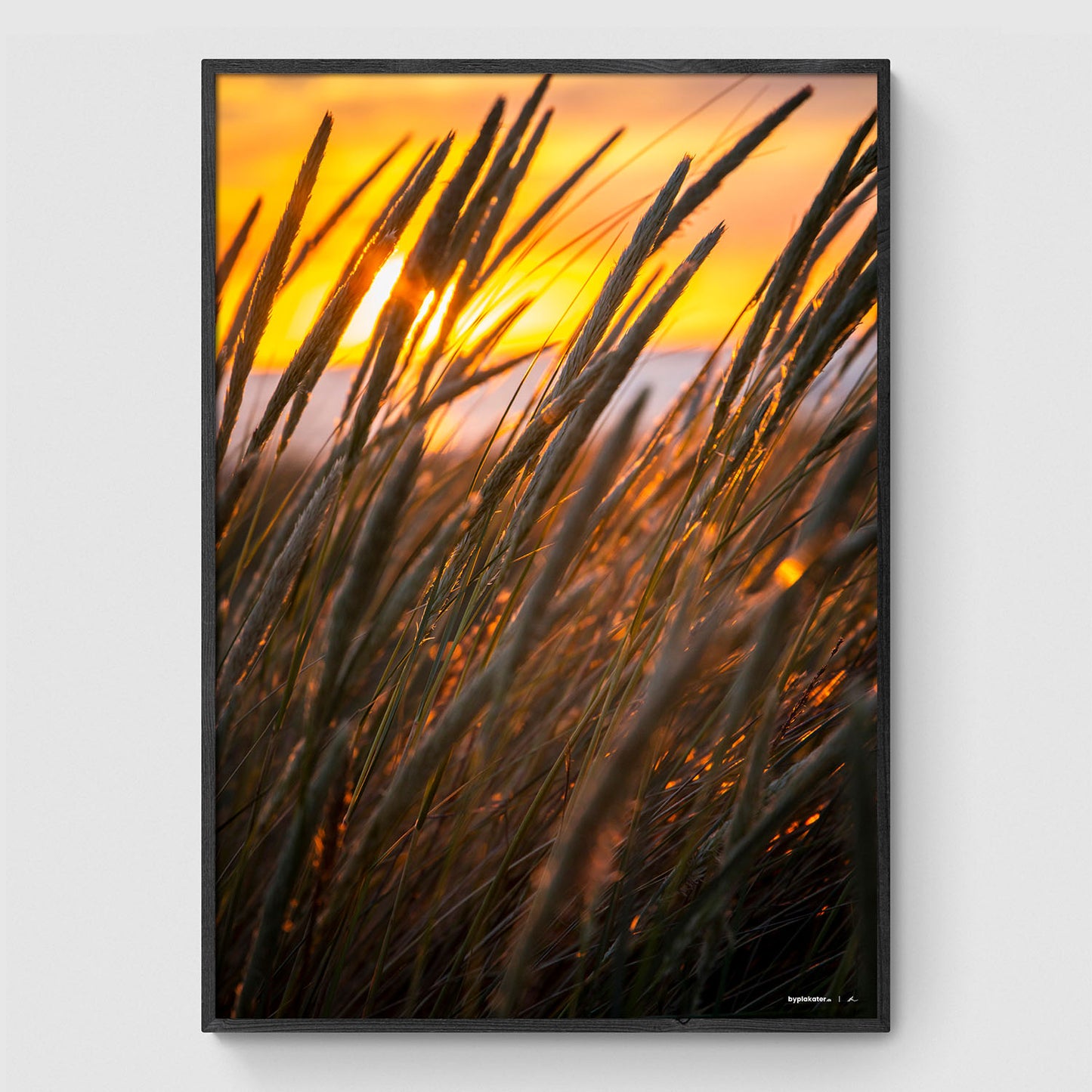 Siv ved solnedgang I